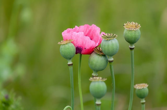 Papaver somniferum the opium poppy
