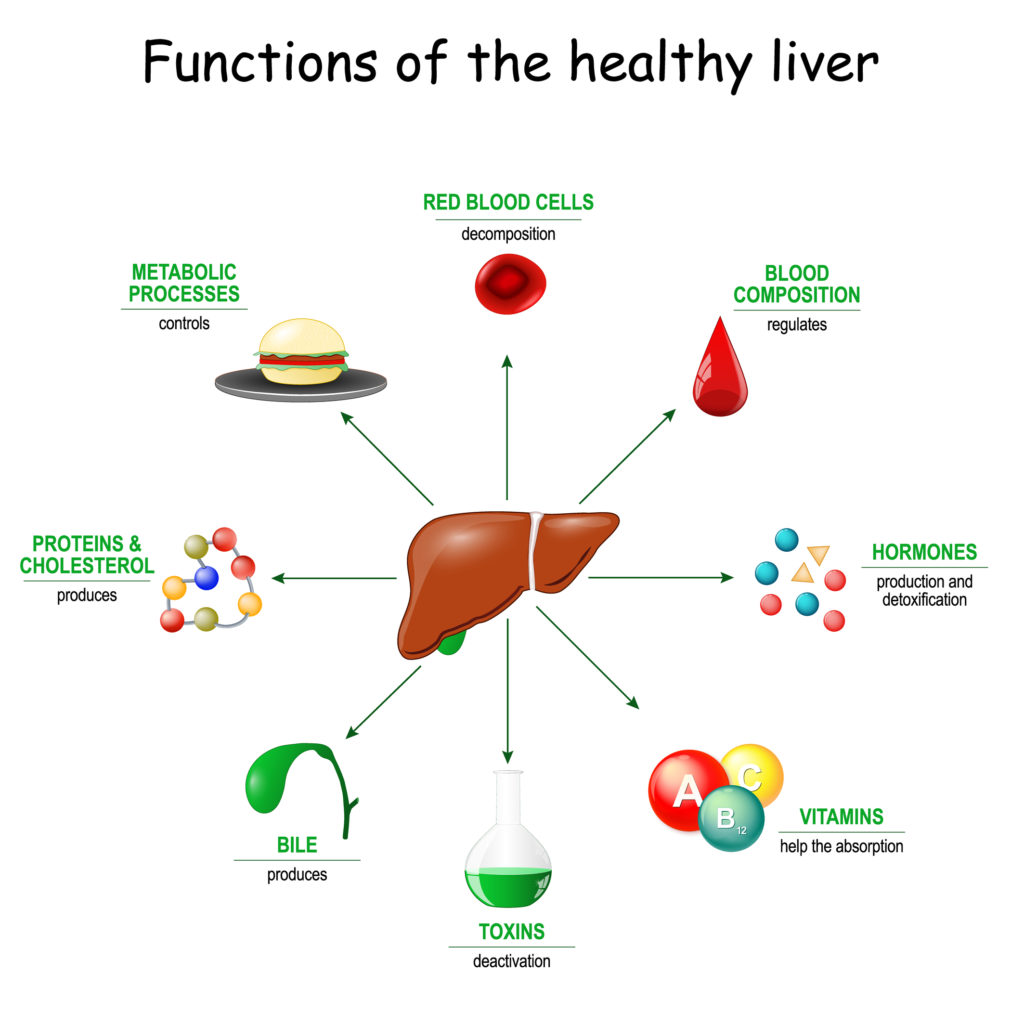 functions of the liver