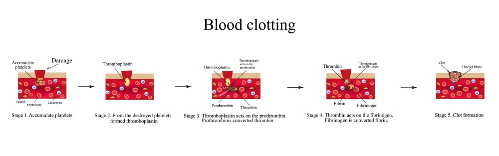 blood clotting
