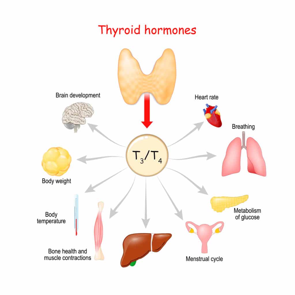 thyroid hormones function