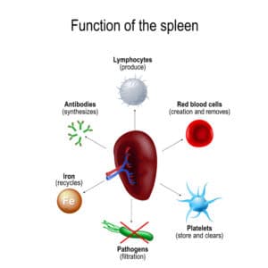 functions of the spleen